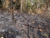 Incêndio Caratuva