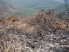 Incêndio Caratuva
