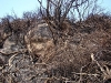 Incêndio Caratuva
