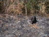 Incêndio Caratuva