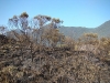 Incêndio Caratuva