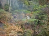 Incêndio Pedra Branca
