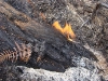 Incêndio Pedra Branca