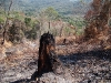 Incêndio Pedra Branca