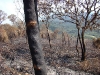 Incêndio Pedra Branca
