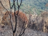 Incêndio Pedra Branca