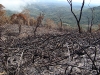 Incêndio Pedra Branca